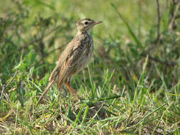 Image of Malindi Pipit