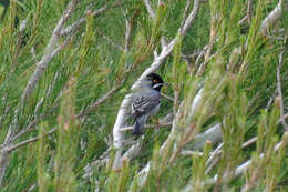 Image of Rüppell's Warbler