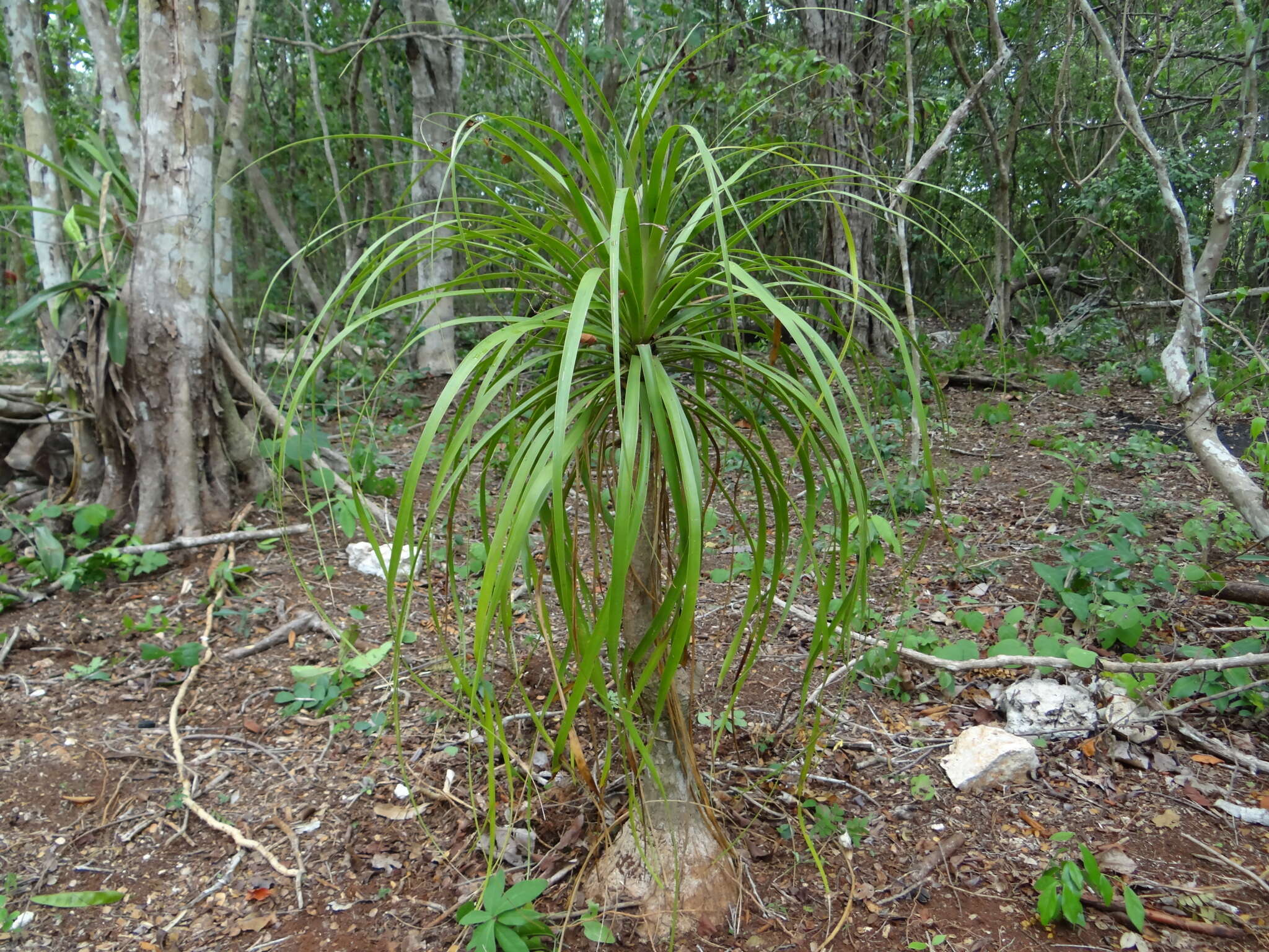 Image of Beaucarnea pliabilis (Baker) Rose