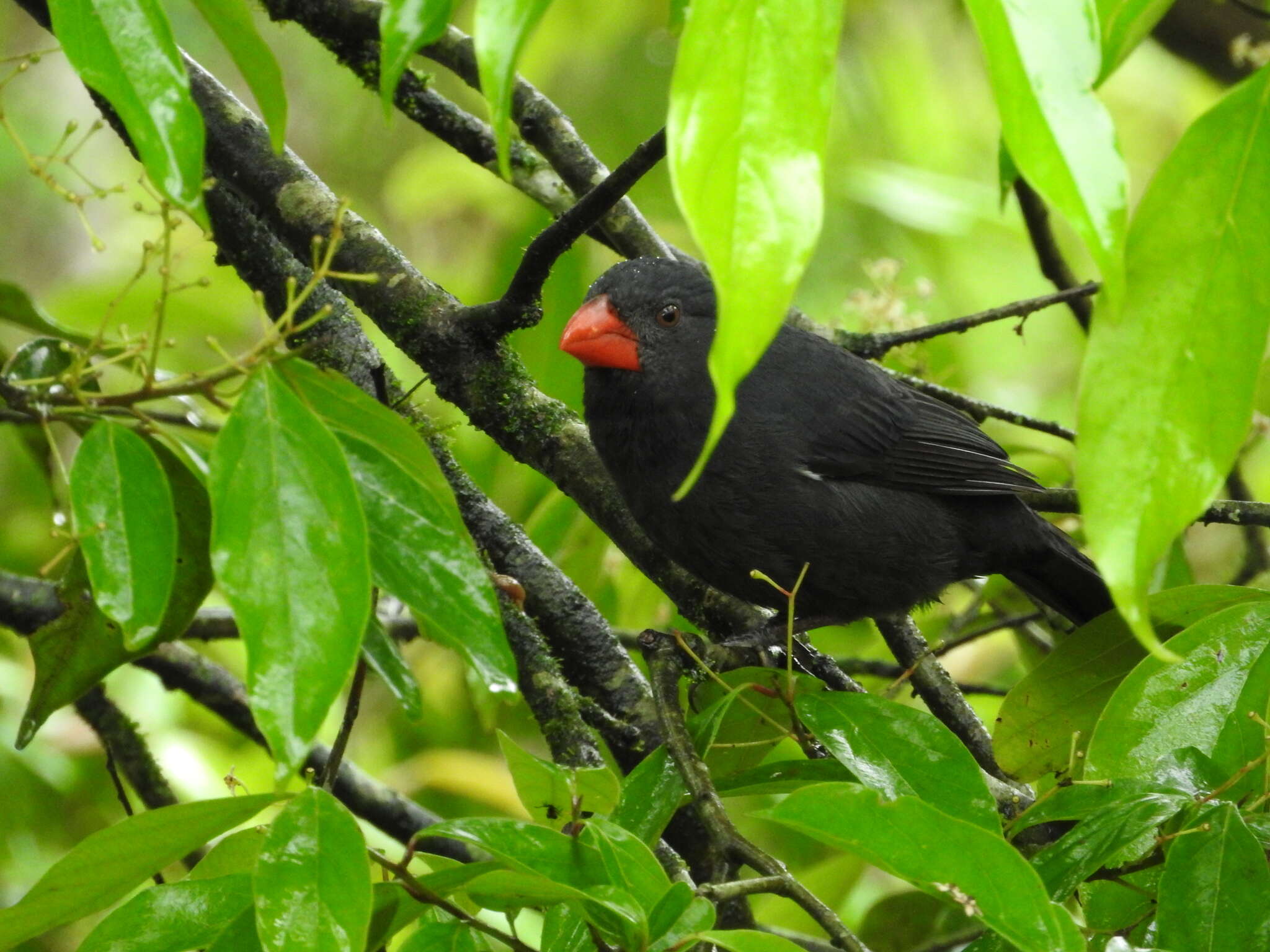 Image of Black-throated Grosbeak