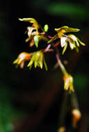 Image of Chrysoglossum ornatum Blume