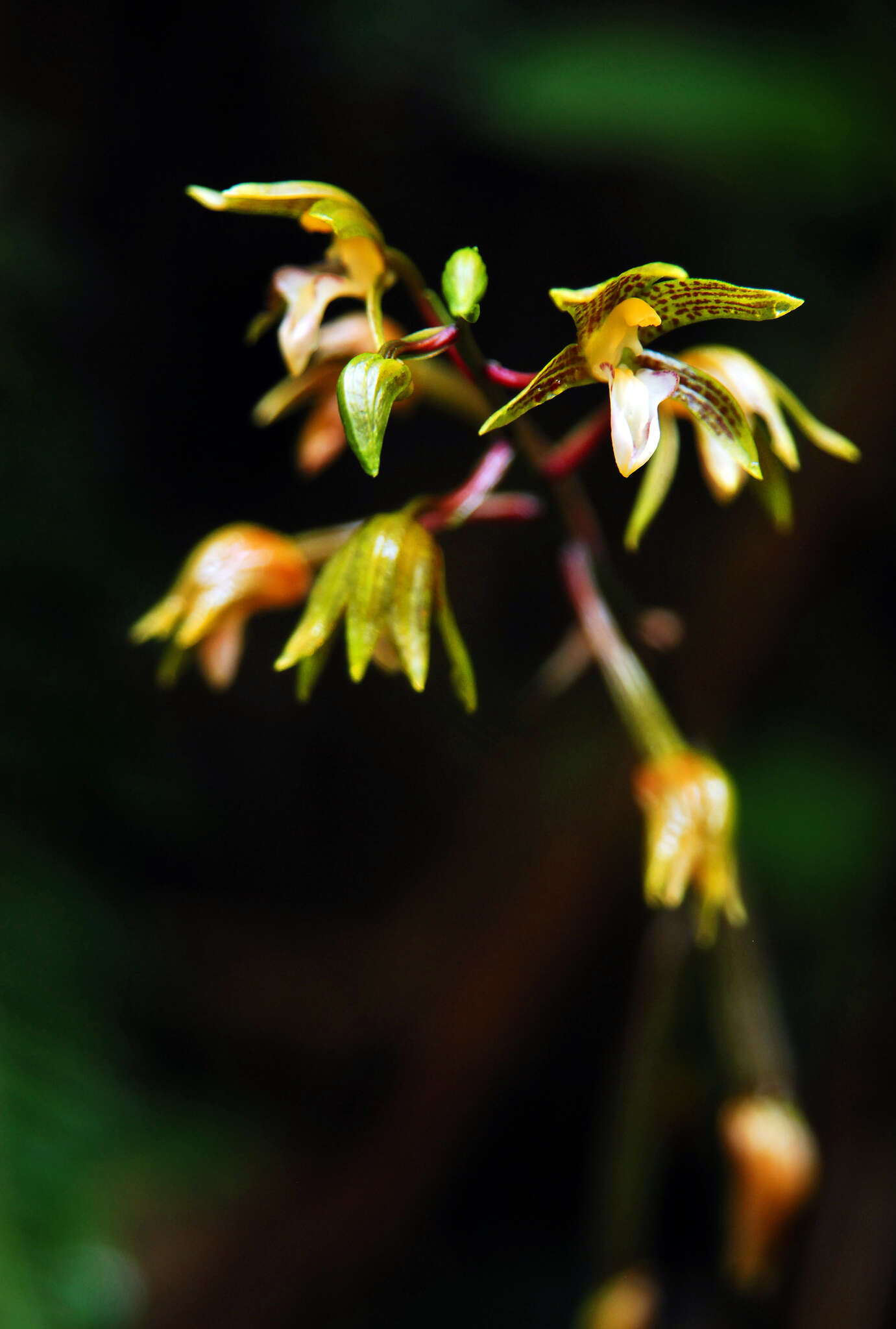 Image de Chrysoglossum ornatum Blume