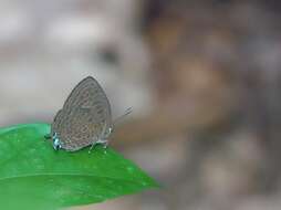 Image of Arhopala pseudomuta Staudinger 1889