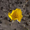 Sivun Balbisia microphylla (Phil.) Reiche kuva