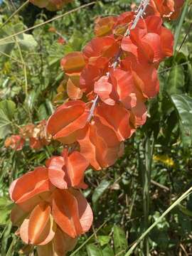 Combretum platypterum (Welw.) Hutch. & Dalz.的圖片