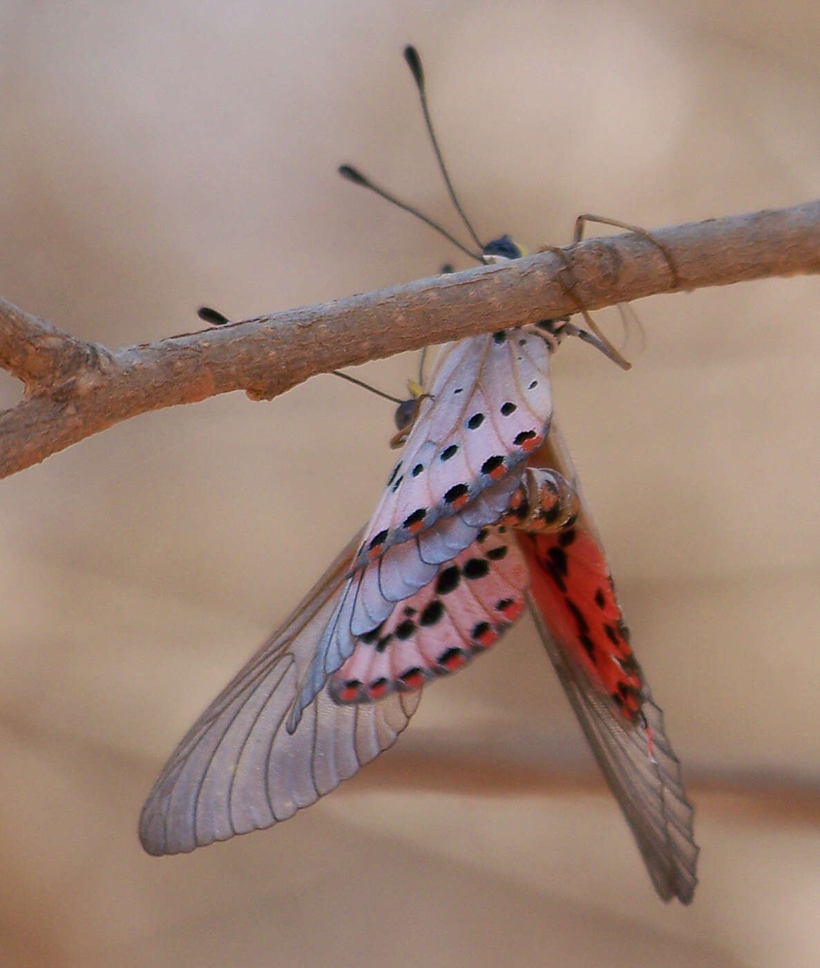 Image of Acraea ranavalona Boisduval 1833