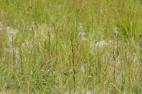 Image of Bird's-mouth orchid