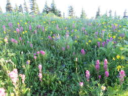 Image of Olympic Indian paintbrush