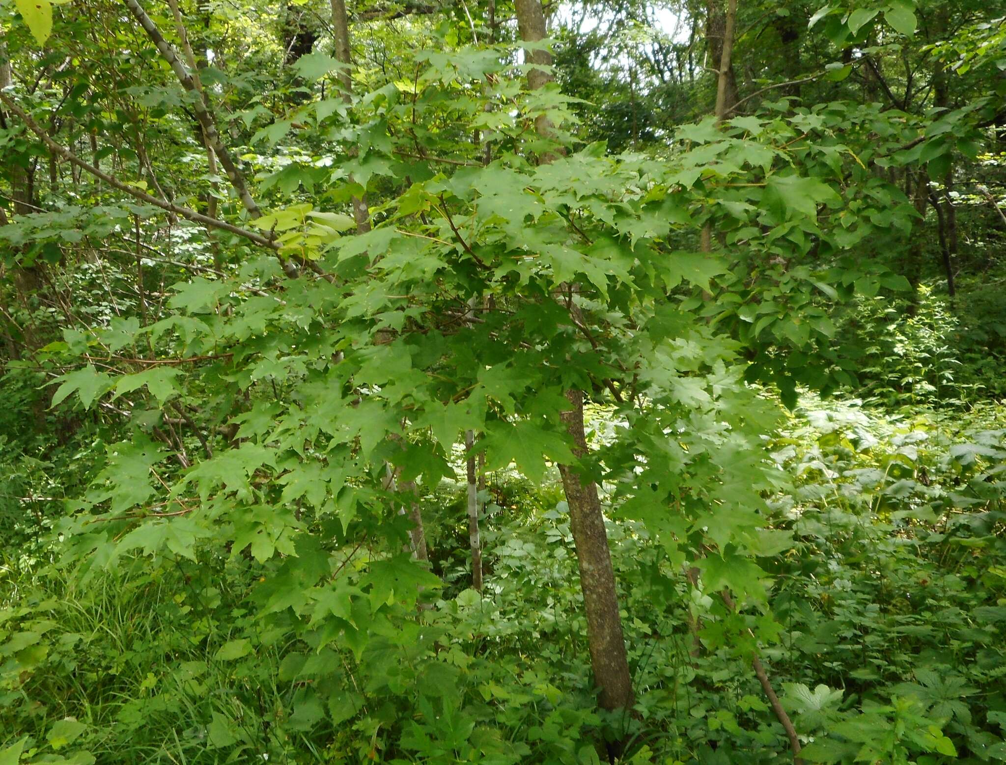 Image of Acer pictum subsp. mono (Maxim.) H. Ohashi