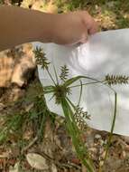 Слика од Cyperus tetragonus Elliott