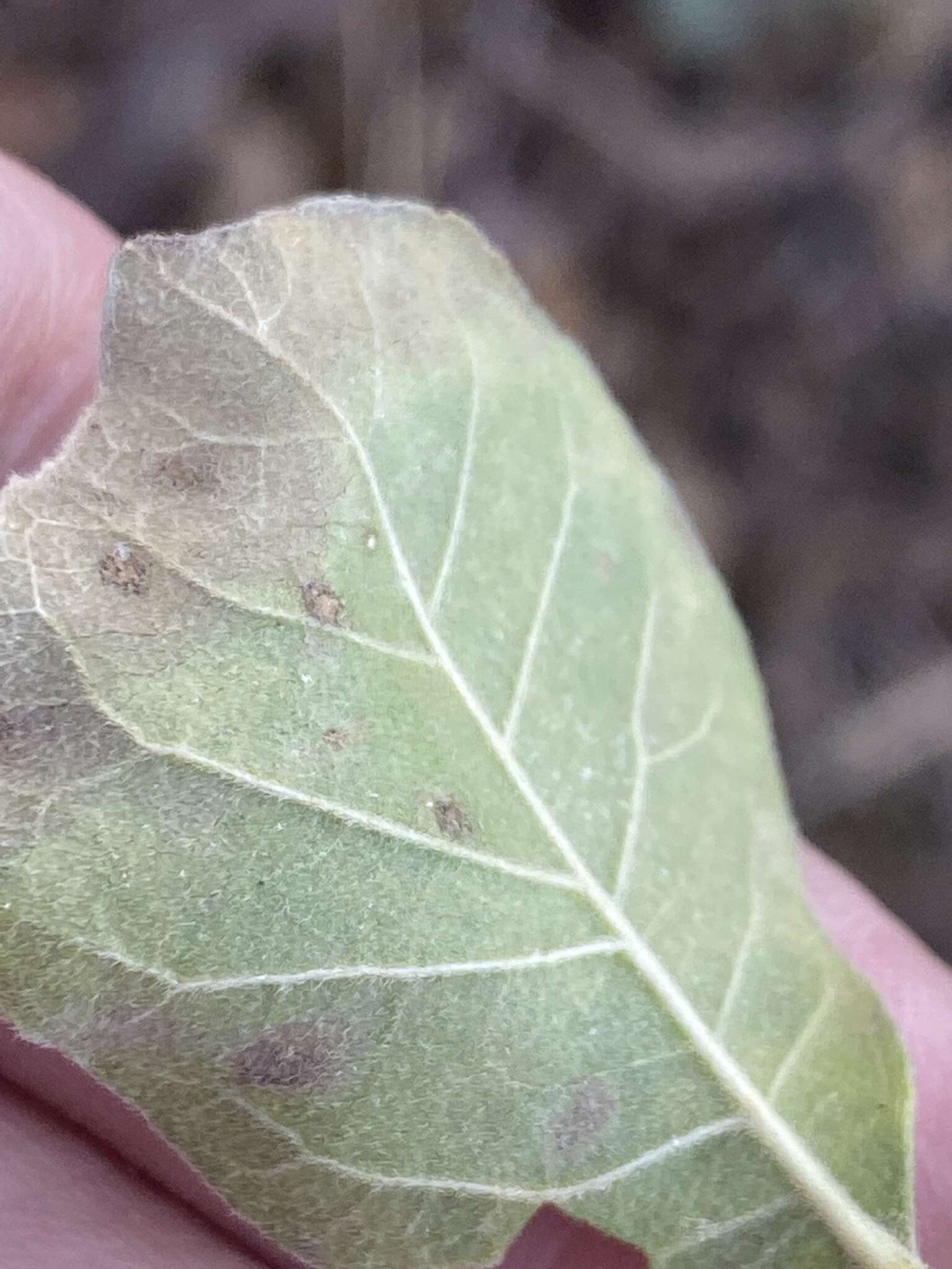 Image of Ptelea trifoliata var. mollis Torr. & Gray