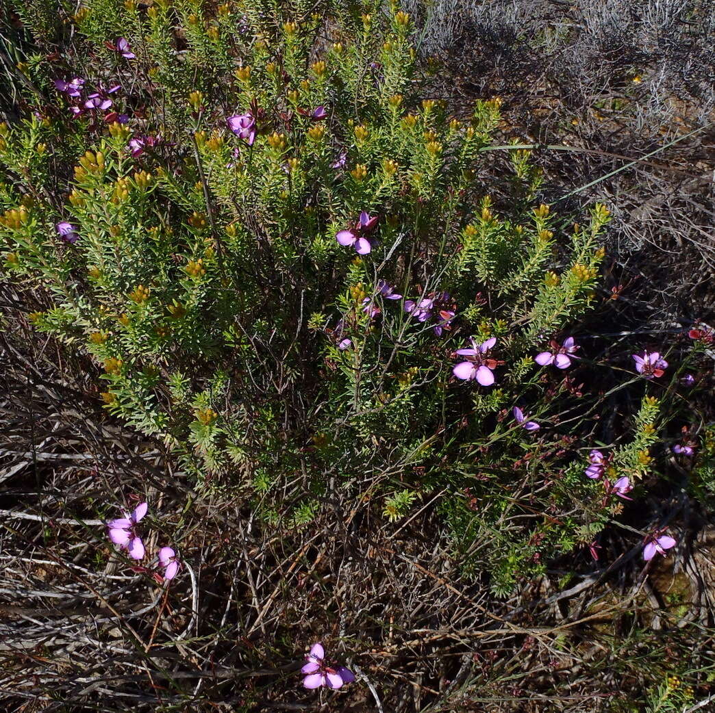 Image of Polygala microlopha var. microlopha