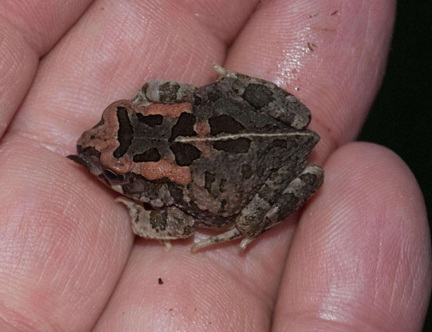 صورة Sclerophrys capensis Tschudi 1838