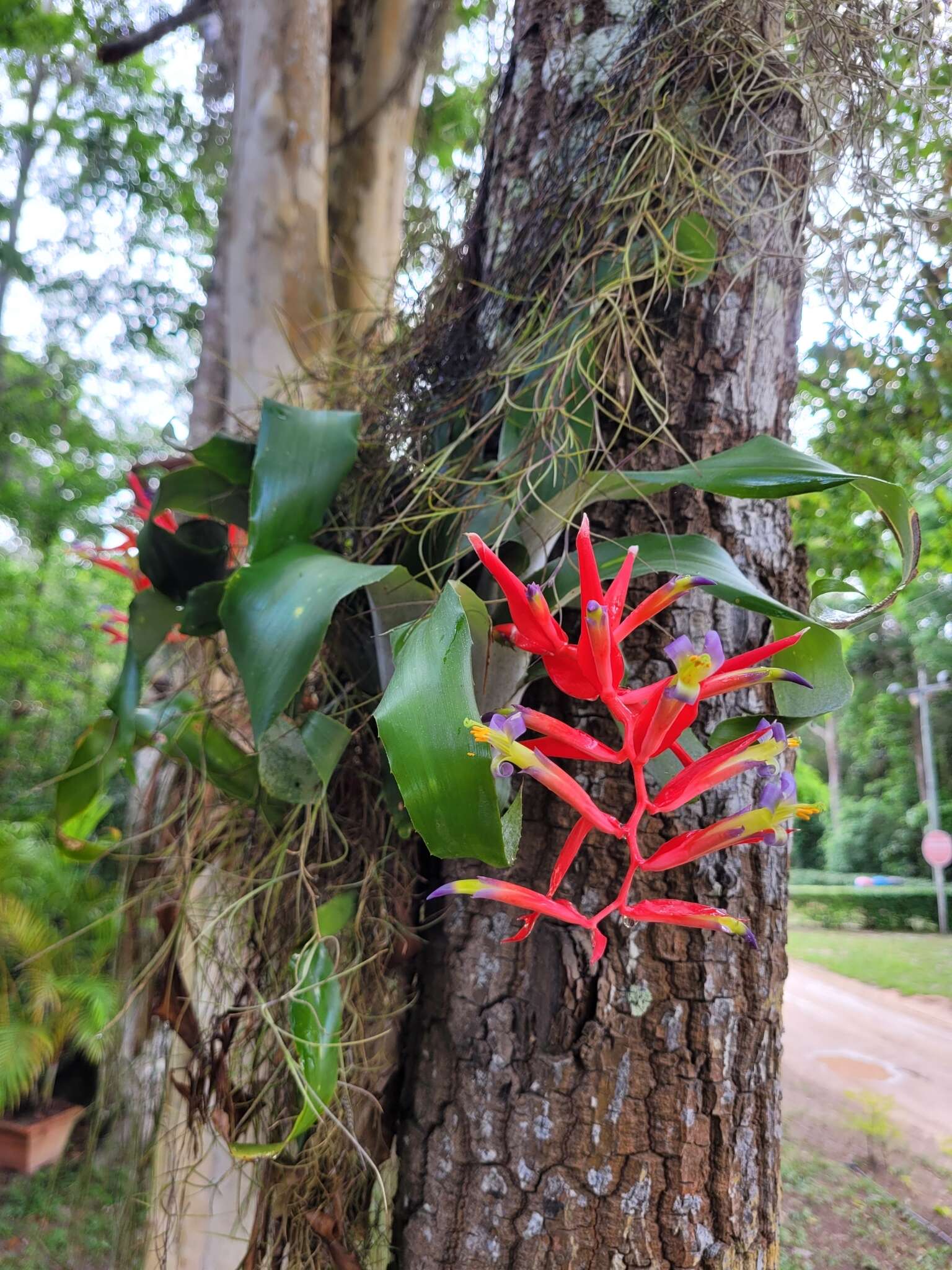 Billbergia iridifolia (Nees & Mart.) Lindl.的圖片