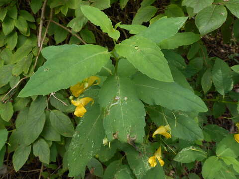 Image of Jewelweed