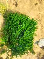 Image of Caulerpa filiformis