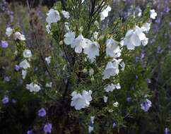 Image of Turpentine Mint-bush