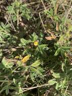 Image of shrubby pencilflower