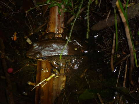 Image de Leptodactylus riveroi Heyer & Pyburn 1983