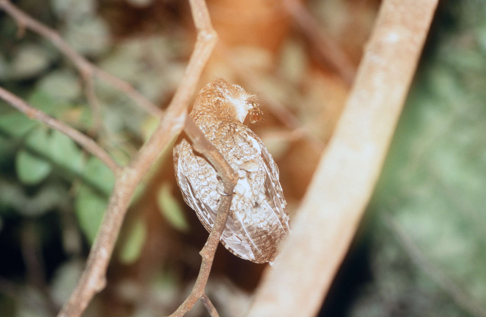 Plancia ëd Megascops clarkii (Kelso, L, Kelso & EH 1935)