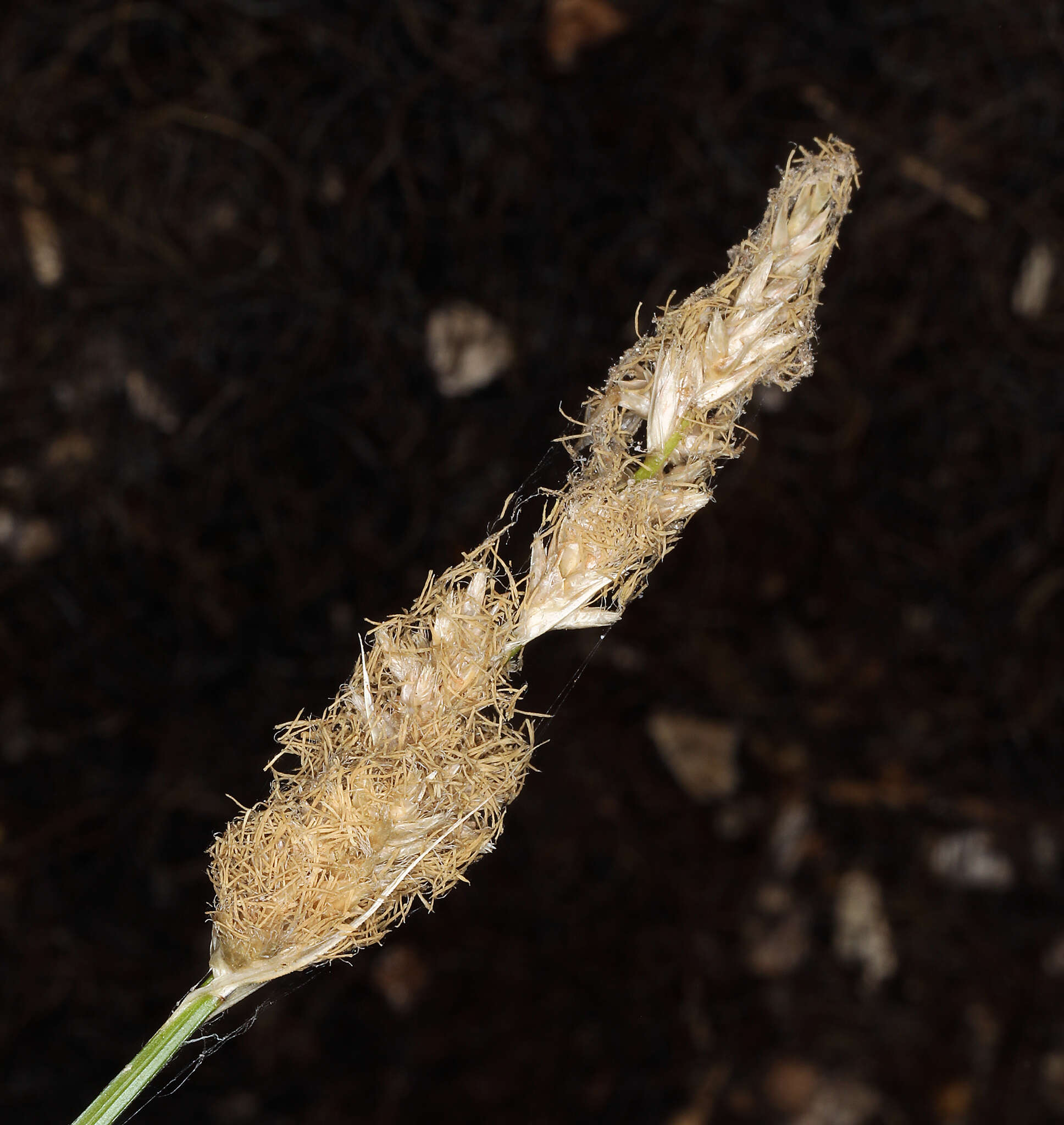 Image of sturdy sedge