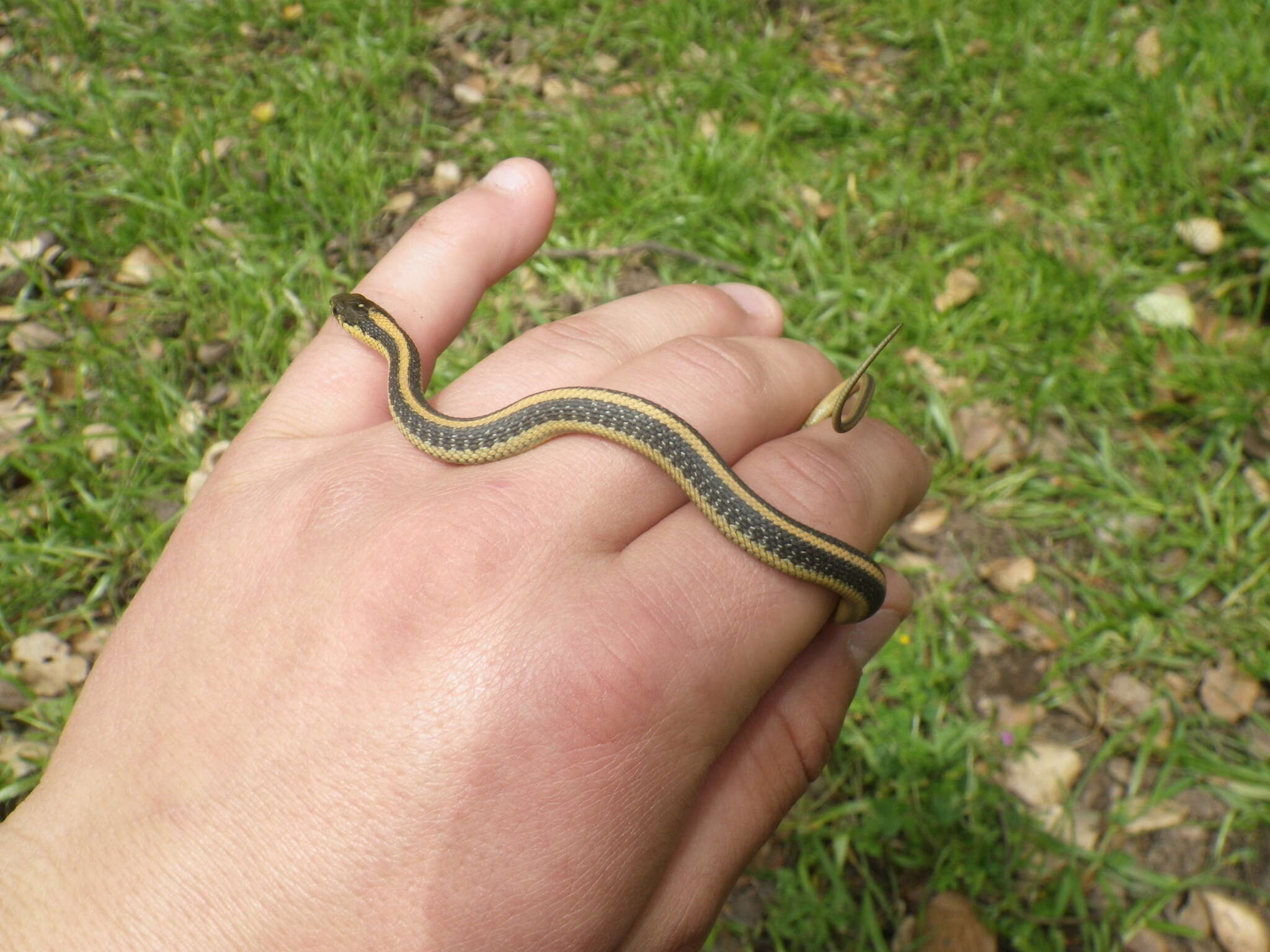 Image of Thamnophis atratus zaxanthus Boundy 1999