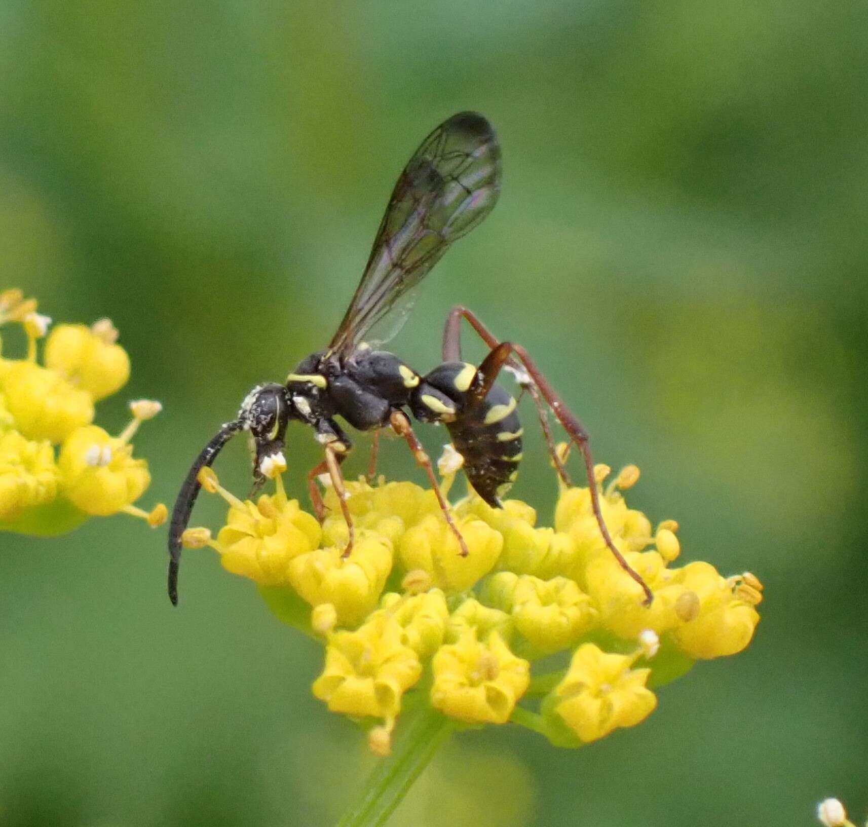 صورة Ceropales maculata (Fabricius 1775)