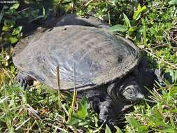 Image of Florida Softshell Turtle