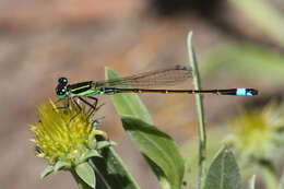 Image of Rambur's Forktail