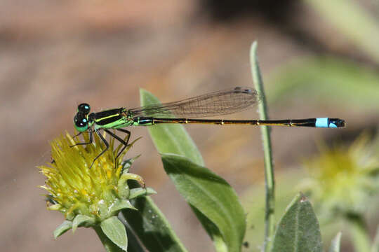 Image of Rambur's Forktail