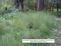 Image of Equisetum telmateia subsp. telmateia