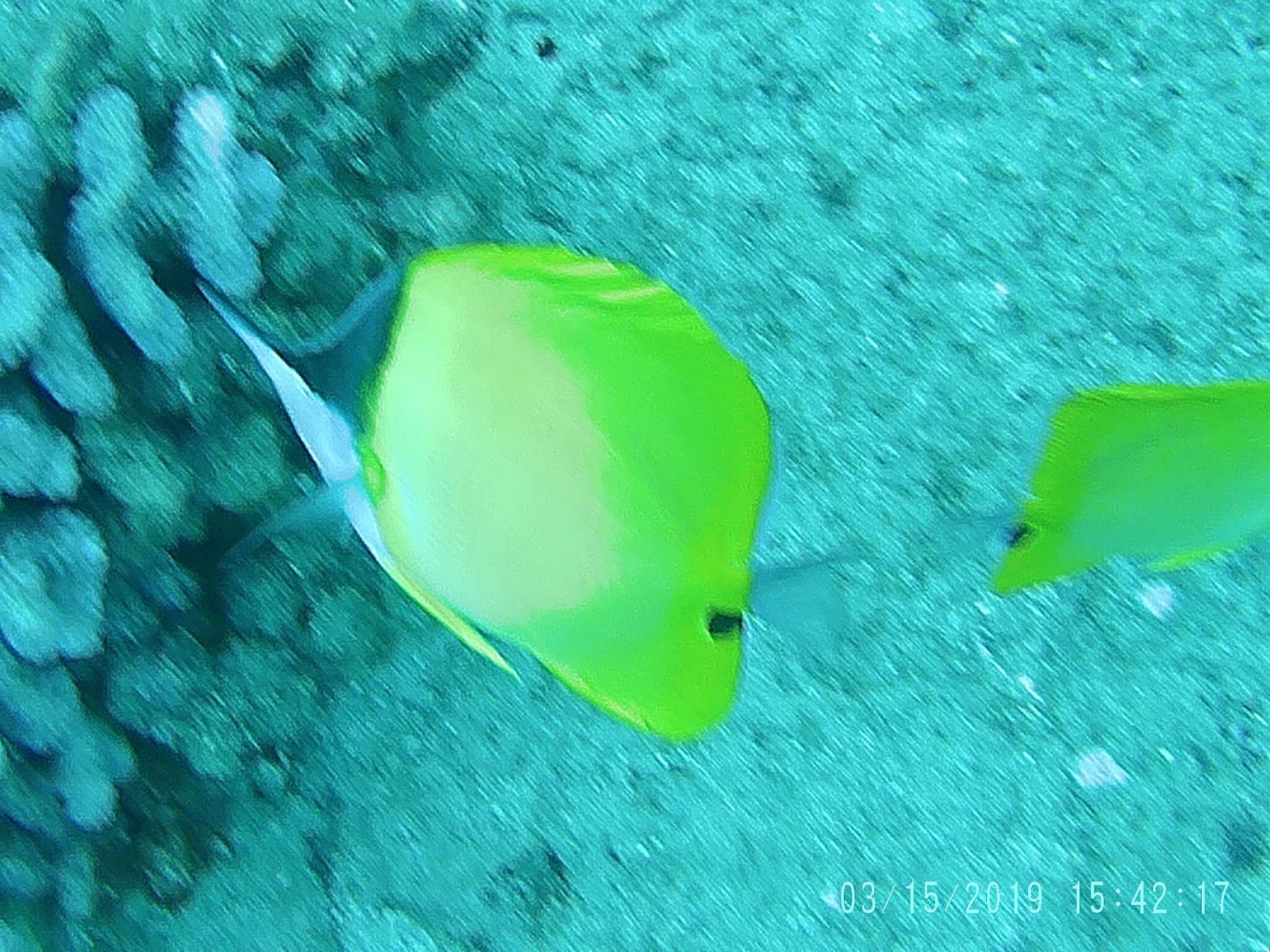 Image of Longnose butterflyfishes