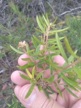 Image of Grevillea phylicoides R. Br.