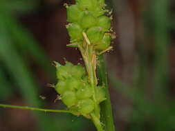 Carex caroliniana Schwein. resmi