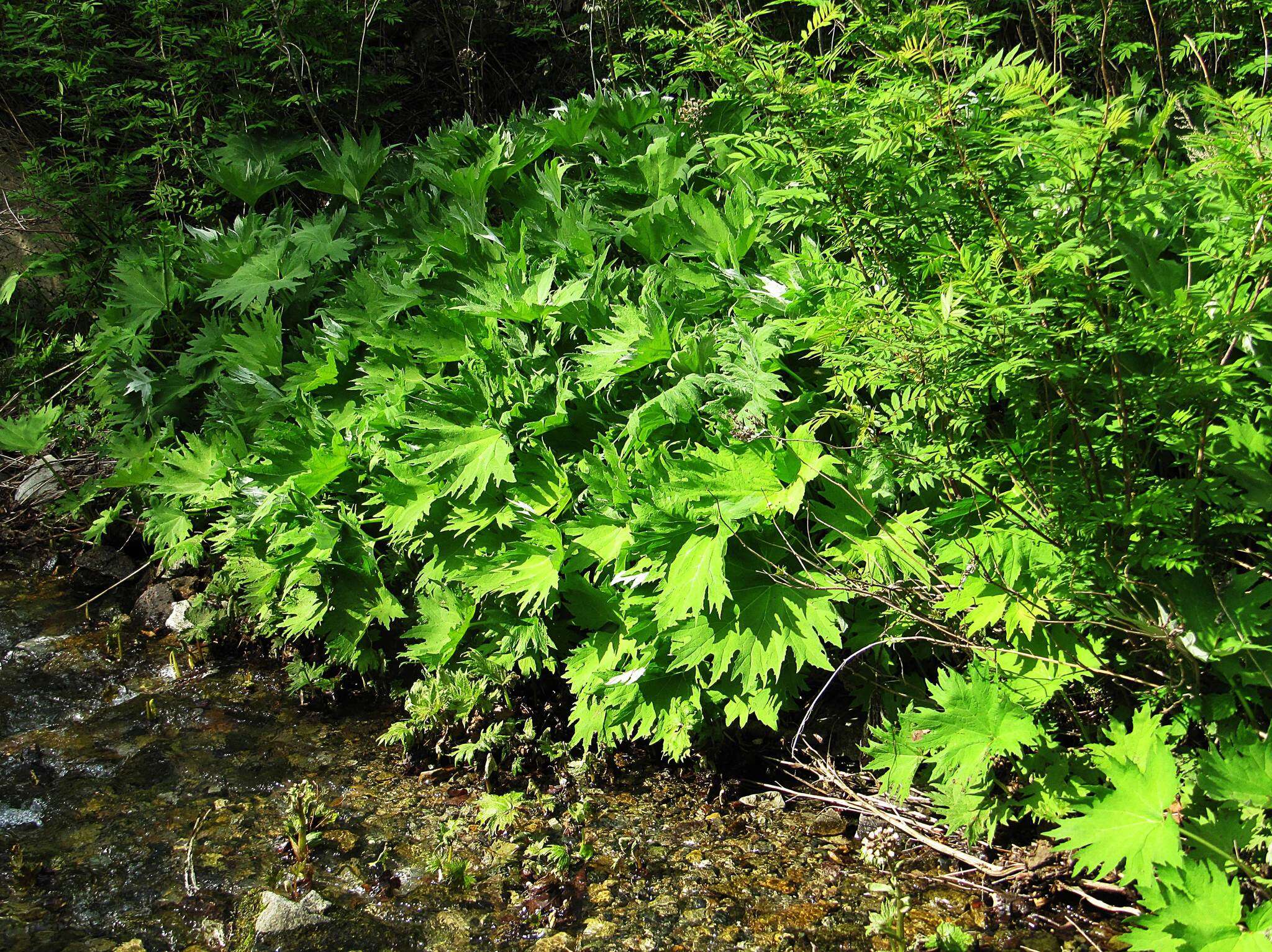 Petasites tatewakianus Kitam.的圖片