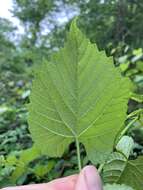 Image of graybark grape