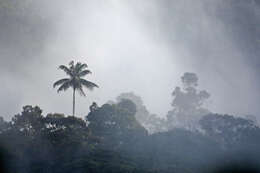 Image of Pumbo wax palm