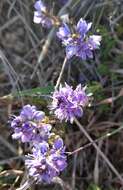 Слика од Veronica capsellicarpa Dubovik