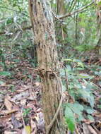 Image of Aristolochia paracleta H. W. Pfeifer