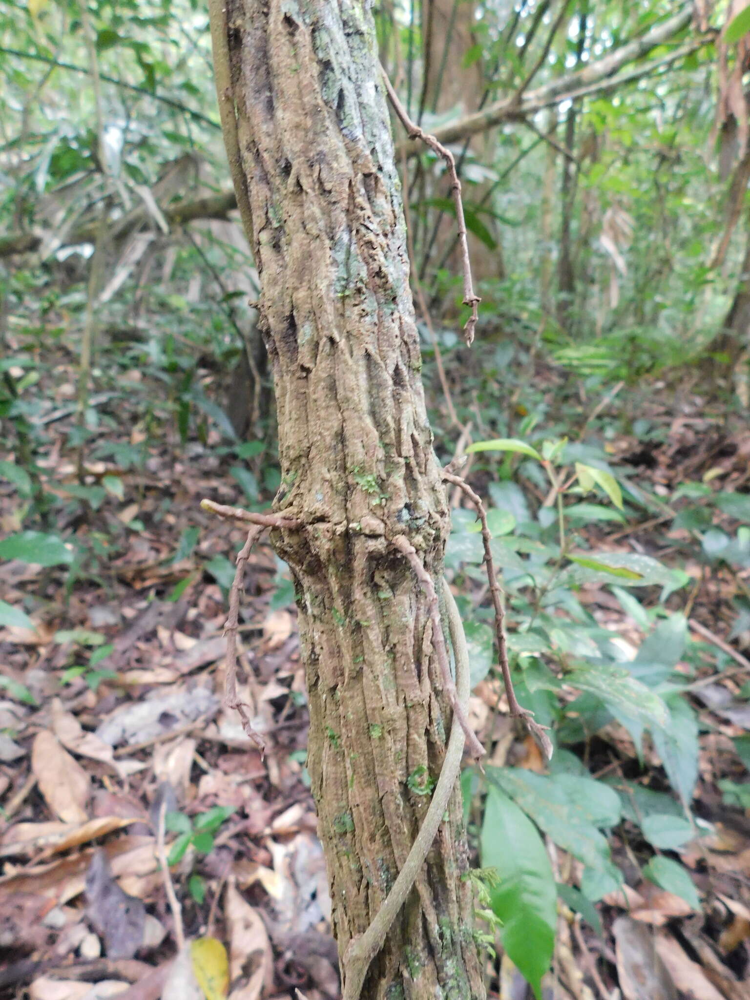 Image of Aristolochia paracleta H. W. Pfeifer