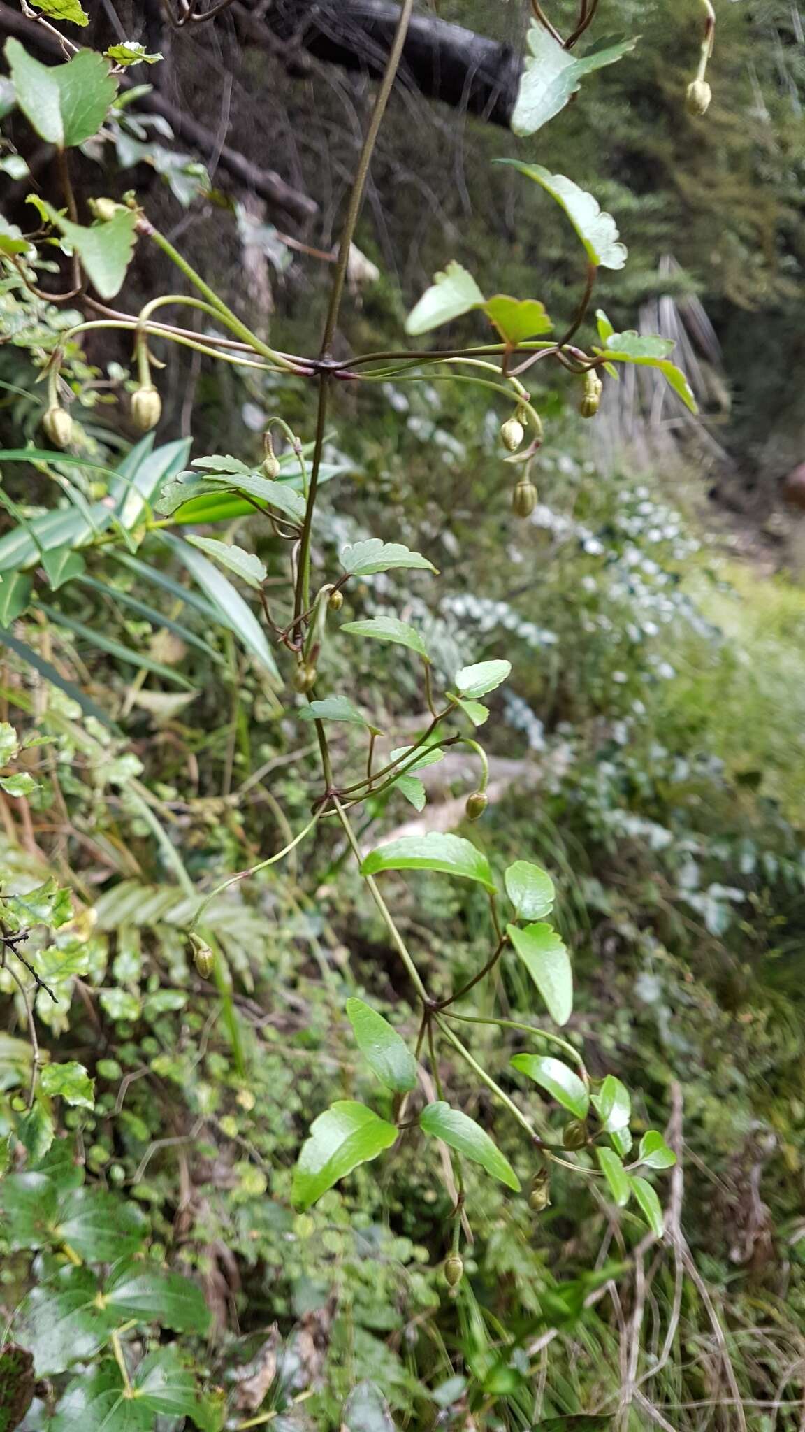 Image of Clematis forsteri J. F. Gmel.