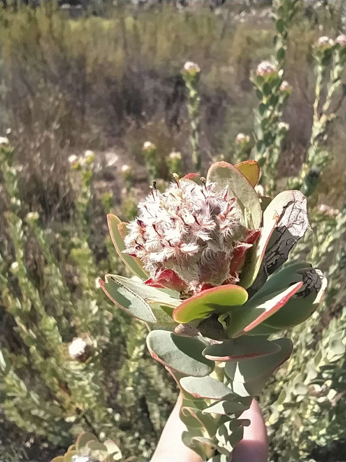 Image of Leucadendron concavum I. Williams