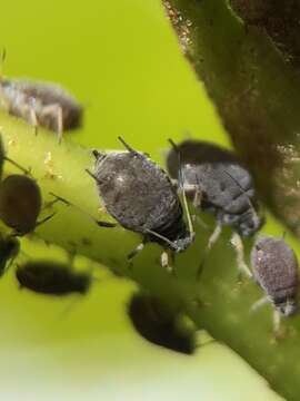 Image of Ivy aphid