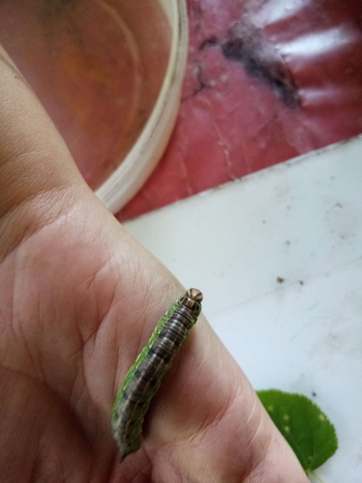 Image of Larch hawk moth