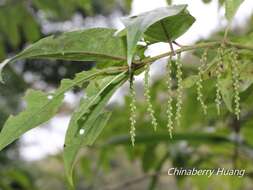 Image of Stachyurus himalaicus Hook. fil. & Thoms. ex Benth.