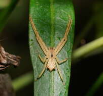 Sivun Sidymella rubrosignata (L. Koch 1874) kuva