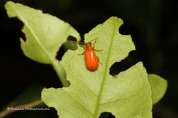 Image of <i>Mimastracella kandyensis</i>