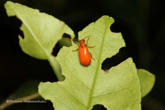 Image de <i>Mimastracella kandyensis</i>