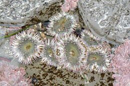 صورة Anthopleura elegantissima (Brandt 1835)