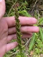 Imagem de Platanthera pollostantha R. M. Bateman & M. Moura